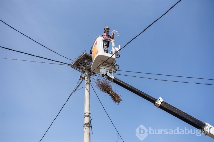 Bursa'da leylek yuvalarında bahar temizliği yapıldı 