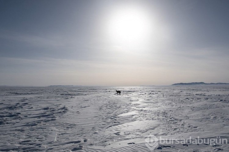 Moğolistan'da son 50 yılın en sert kışı