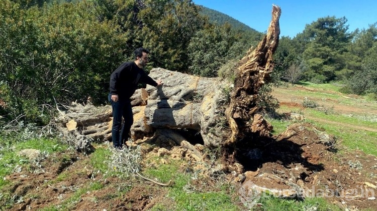 En az 500 yıllık zeytin ağaçlarını kestiler: Cezası sadece 30 bin lira
