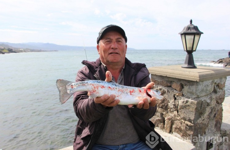 Somon kafesleri yırtıldı, oltasını alan sahile koştu
