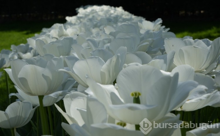 İlkbaharın gelmesi Bursa'yı çiçeklere boğdu!