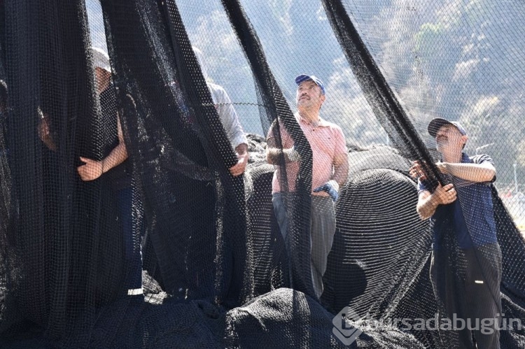 Karadeniz'de hamsi göçü