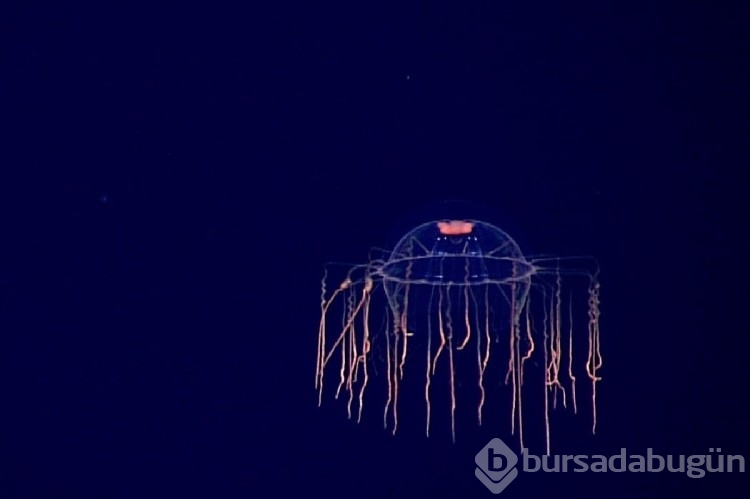 Denizin derinliklerinde yaşayan en ilginç 10 canlı