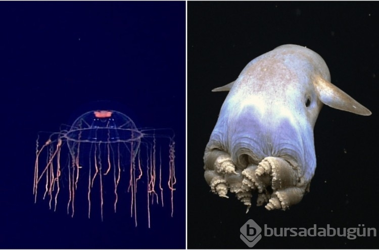 Denizin derinliklerinde yaşayan en ilginç 10 canlı