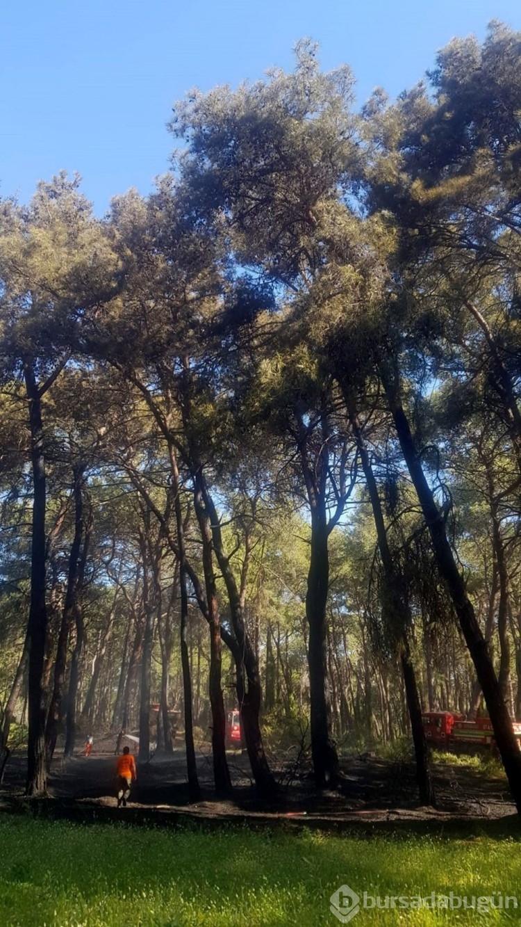 Manavgat'ta oteller bölgesine yakın noktada orman yangını
