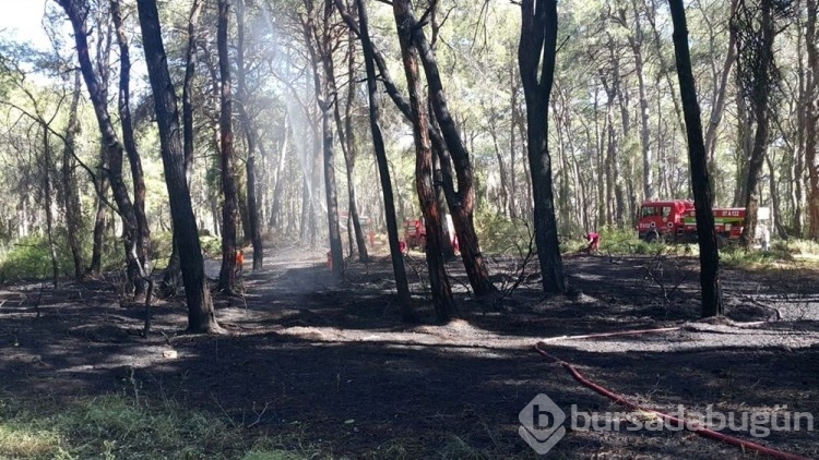 Manavgat'ta oteller bölgesine yakın noktada orman yangını
