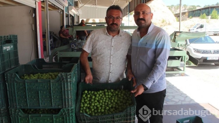 Seradan sonra açık alanda da hasat başladı: İşte eriğin kilo fiyatı
