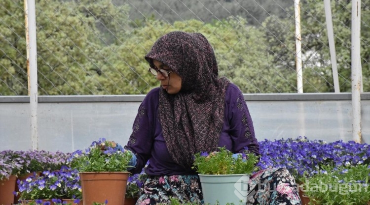Uludağ'ın eteklerinde kadınların ürettiği tohumlar Japonya'da çiçek açıyor
