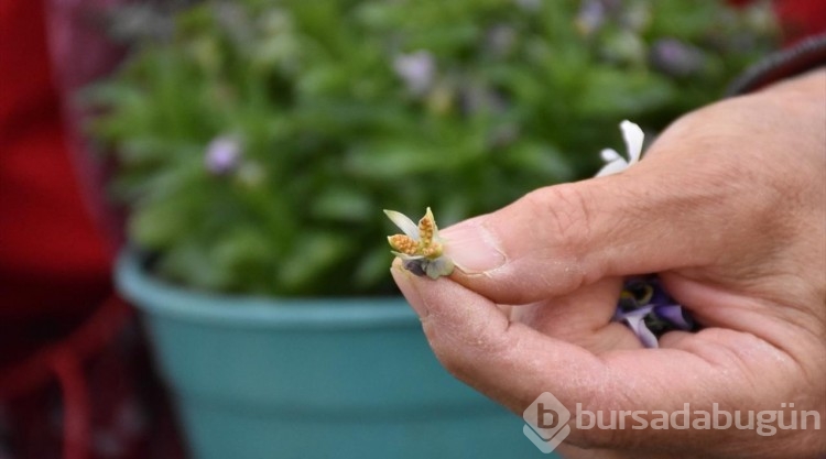 Uludağ'ın eteklerinde kadınların ürettiği tohumlar Japonya'da çiçek açıyor

