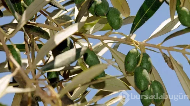 Uyumadan önce zeytin yerseniz ne olur? Eskiler hep yapıyordu