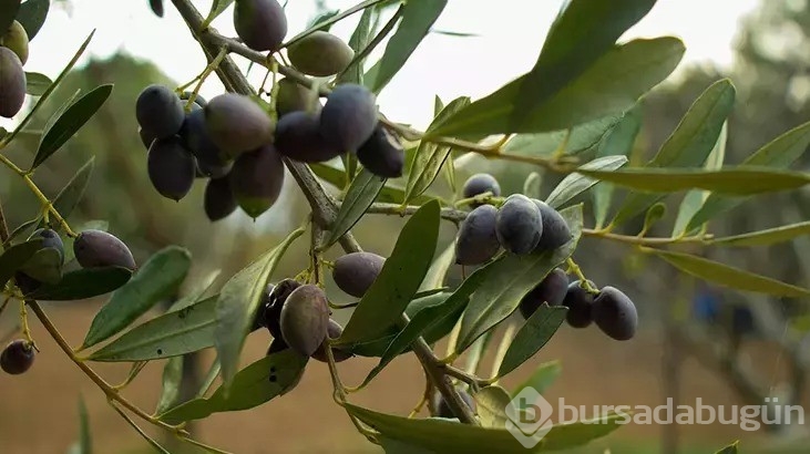 Zeytinyağını saçınızda kullanırken dikkat etmeniz gereken 2 şey var!