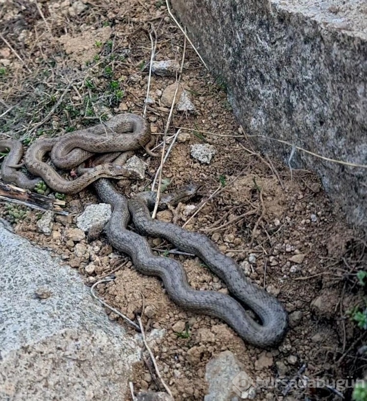 Kış uykusundan uyanan ayı ve yılanlar görüntülendi
