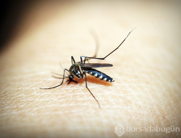 İklim krizi sebebiyle sivrisinek kaynaklı hastalıklar yayılıyor