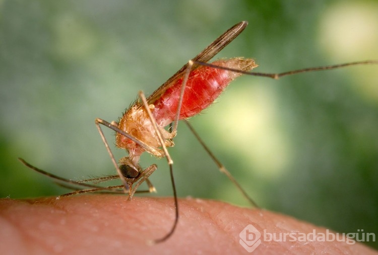 İklim krizi sebebiyle sivrisinek kaynaklı hastalıklar yayılıyor