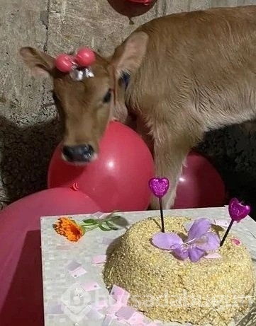 Yenidoğan buzağıya yaptıkları 'bebek partisi' gündem oldu!