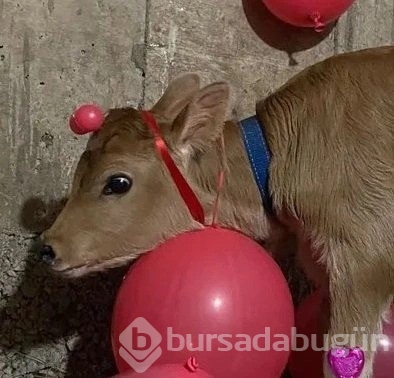 Yenidoğan buzağıya yaptıkları 'bebek partisi' gündem oldu!