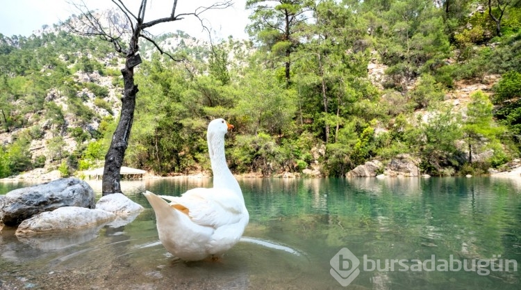 Antalya'nın yeni yürüyüş güzergahı: Göynük Çayı
