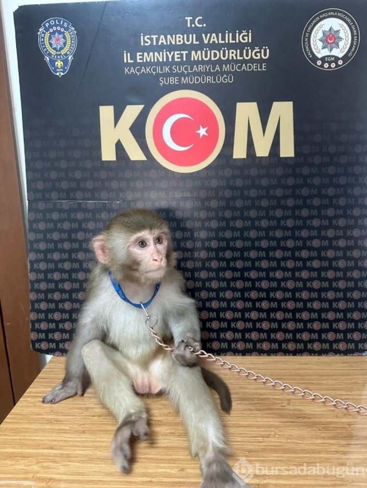 Timsah, yılan, maymun, kuş... İstanbul'da kaçakçılara yönelik operasyonda 565 hayvana el konuldu
