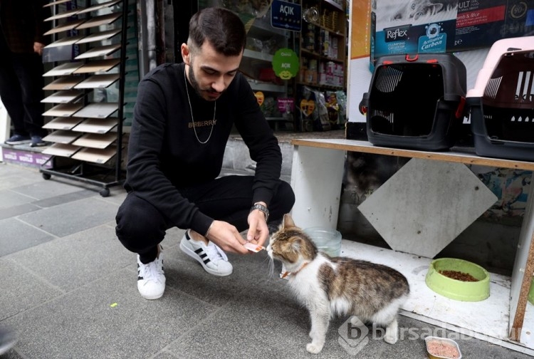 "Yedi Bela Hüsnü" lakaplı fenomen kedi mahallenin ilgi odağı oldu
