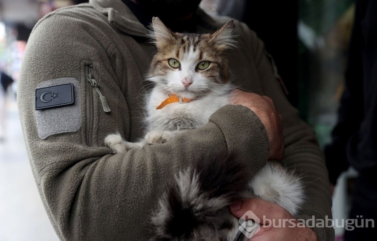 "Yedi Bela Hüsnü" lakaplı fenomen kedi mahallenin ilgi odağı oldu
