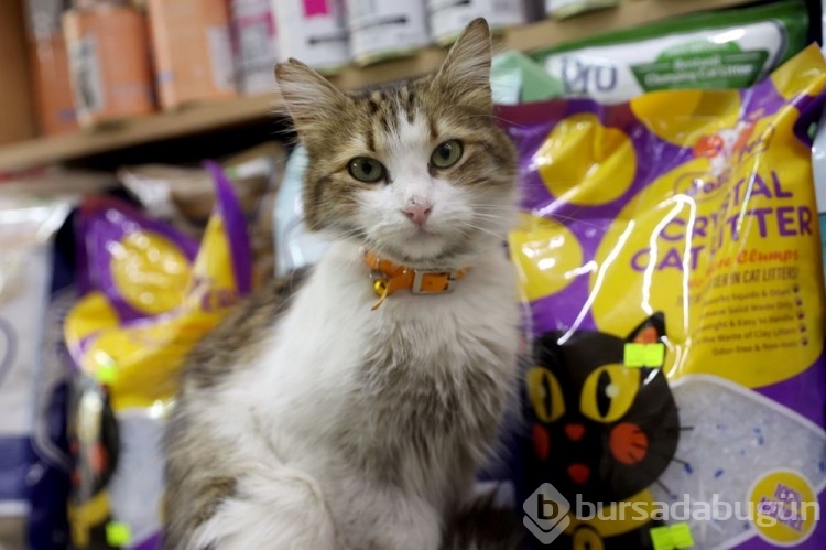 "Yedi Bela Hüsnü" lakaplı fenomen kedi mahallenin ilgi odağı oldu
