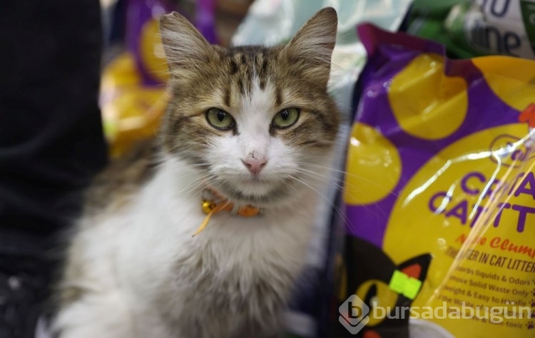 "Yedi Bela Hüsnü" lakaplı fenomen kedi mahallenin ilgi odağı oldu
