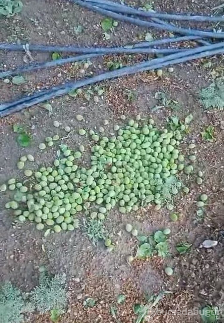 Tarım arazilerini sel vurdu
