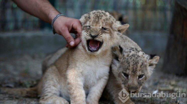 Antalya'da dünyaya gelen üç aslan yavrusuna Galatasaraylı isim önerileri
