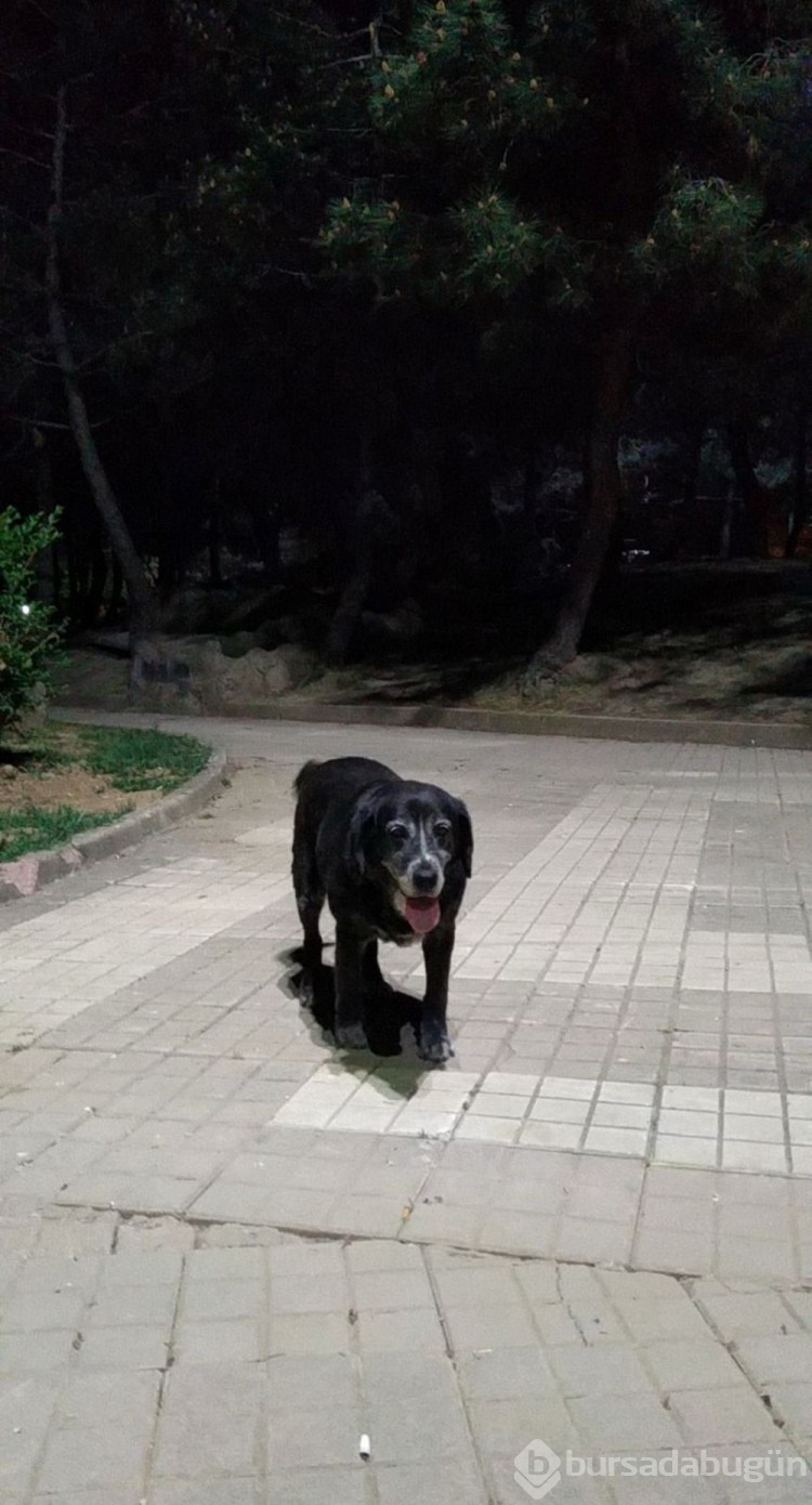 Yolda uyuyan köpeği ezip kaçtı
