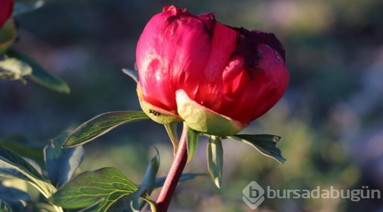 Karabük'te koruma altındaki "ayı gülü" çiçek açtı
