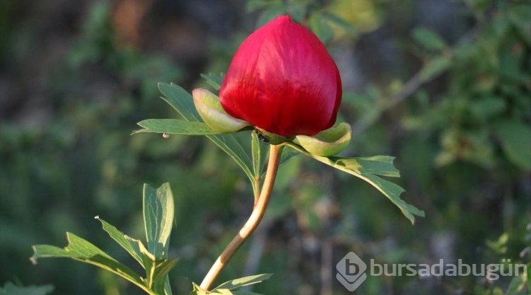 Karabük'te koruma altındaki "ayı gülü" çiçek açtı
