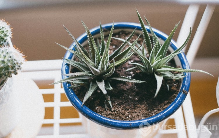 Evde kolayca aloe vera bitkisi yetiştirme yöntemleri!