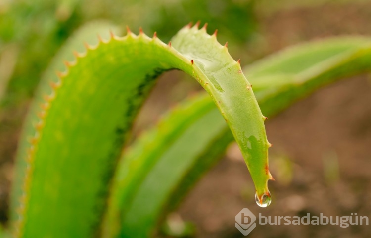 Evde kolayca aloe vera bitkisi yetiştirme yöntemleri!