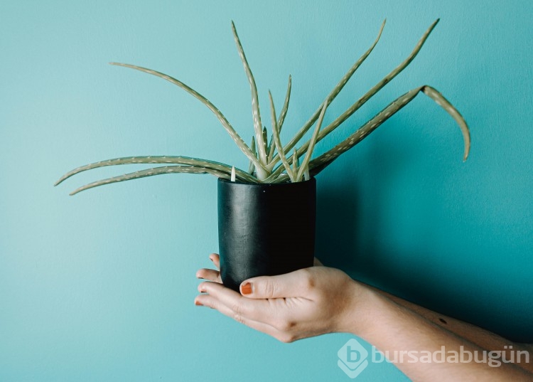 Evde kolayca aloe vera bitkisi yetiştirme yöntemleri!