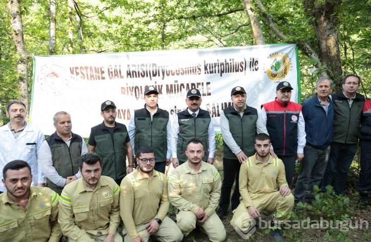 Ağaçların çiçek açmasına engel olarak kurutuyorlar!