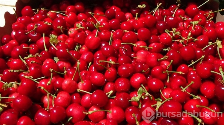 Mersin'de yetiştirilen kiraz tezgahtaki yerini aldı
