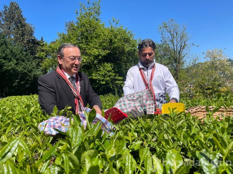 Çaykur Rizespor Teknik Direktörü İlhan Palut çay bahçesine girdi, çay topladı
