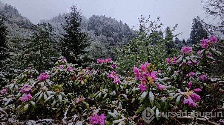 Rize'nin yüksek kesimleri karla kaplandı
