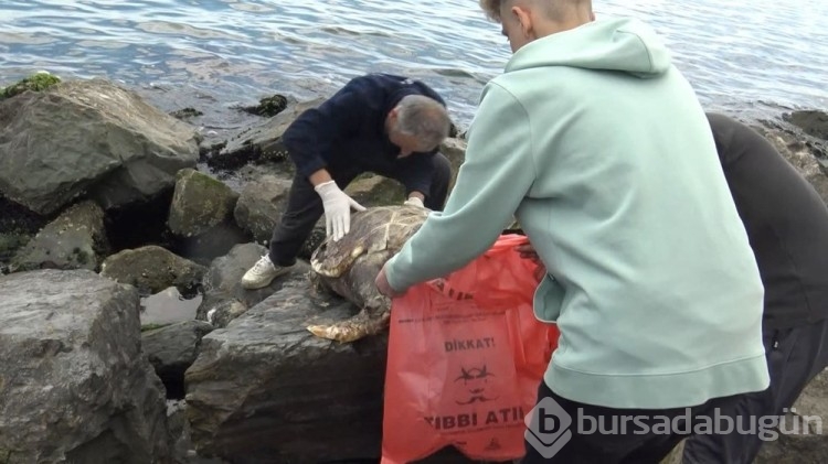 İstanbul'da sahilde ölü caretta caretta bulundu
