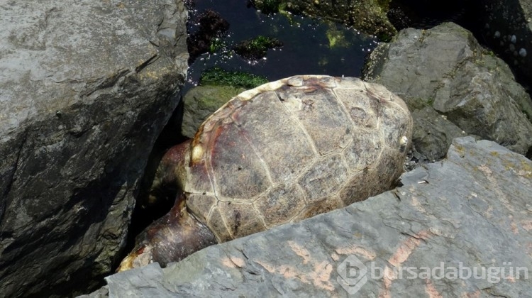 İstanbul'da sahilde ölü caretta caretta bulundu
