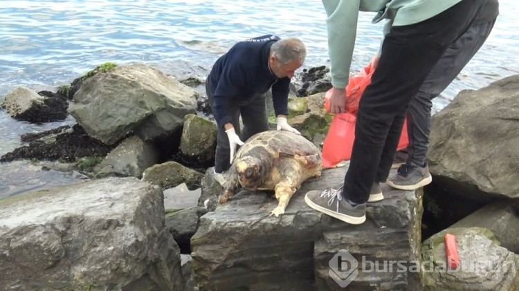 İstanbul'da sahilde ölü caretta caretta bulundu
