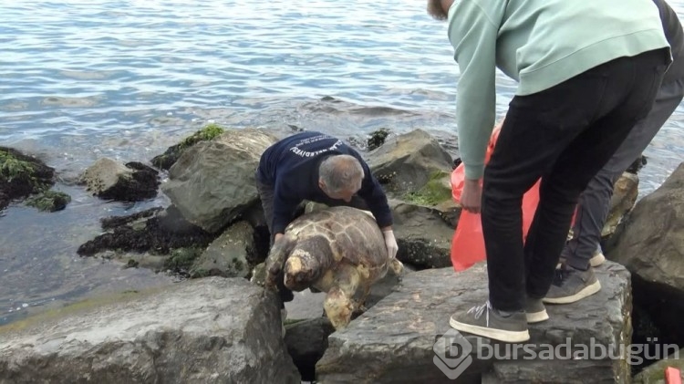 İstanbul'da sahilde ölü caretta caretta bulundu
