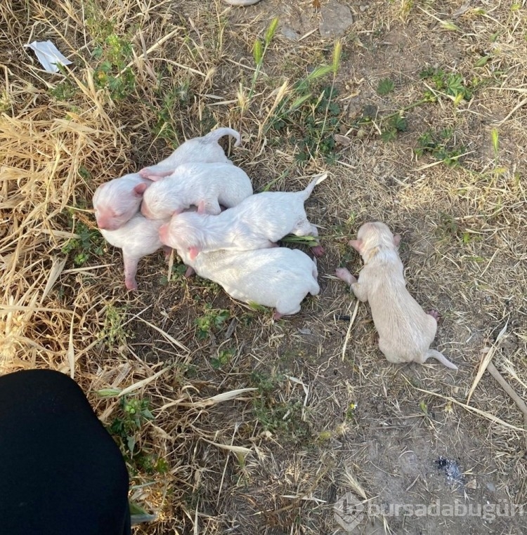 Çöpe atılan çuvaldan köpek yavruları çıktı
