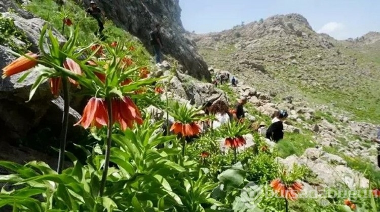 Sadece 20 günlük ömrü var: Görmek için Mardin'den gelip 7 kilometre yol yürüdüler
