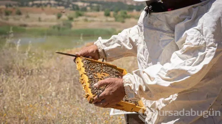 Protein açısından en zengin gıda bağışıklığa iyi geliyor!