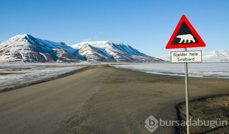 Svalbard Adası'ndaki bazı ilginç yasaklar