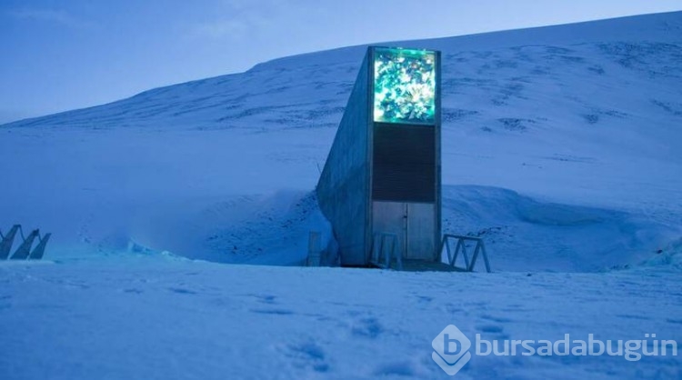 Svalbard Adası'ndaki bazı ilginç yasaklar