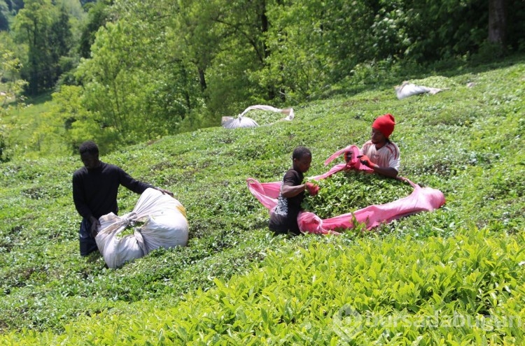 Trabzon'da Senegalli çay işçilerinin yevmiyesi belli oldu