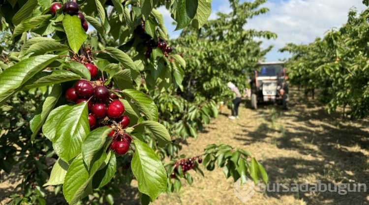 Tekirdağ kirazının hasadı başladı
