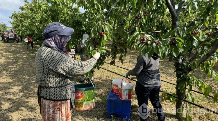 Tekirdağ kirazının hasadı başladı
